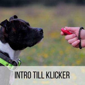 Klickerkurs, 12/11 2026