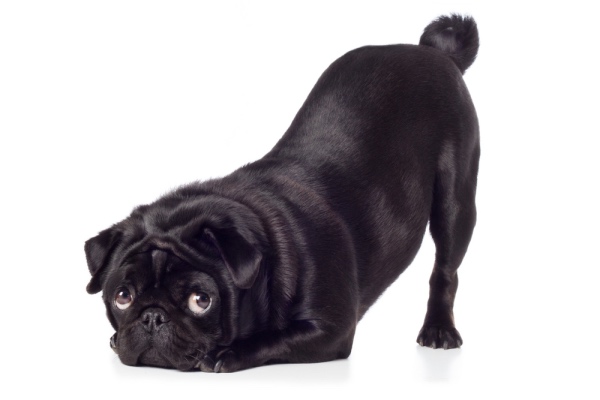 Trixträning – ett kul sätt att aktivera din hund 🐶