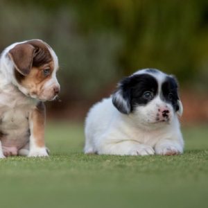 Puppy Walk - Slottsskogen, 6/2 2026