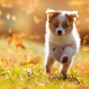 Valpkurs, 19/4 2026 - 5 platser kvar!