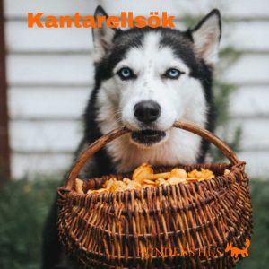 Kantarellsök, 28/8 2026 - 5 platser kvar!