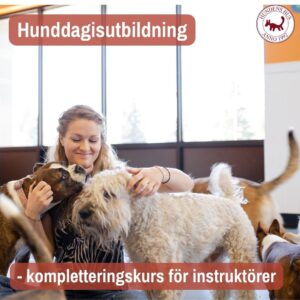 Hunddagisutbildning kompletteringskurs för instruktörer – ONLINE