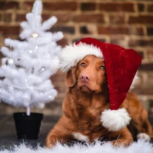 Träningsträff Nosework - jultema, 6/12 2025 Onsala/KBA