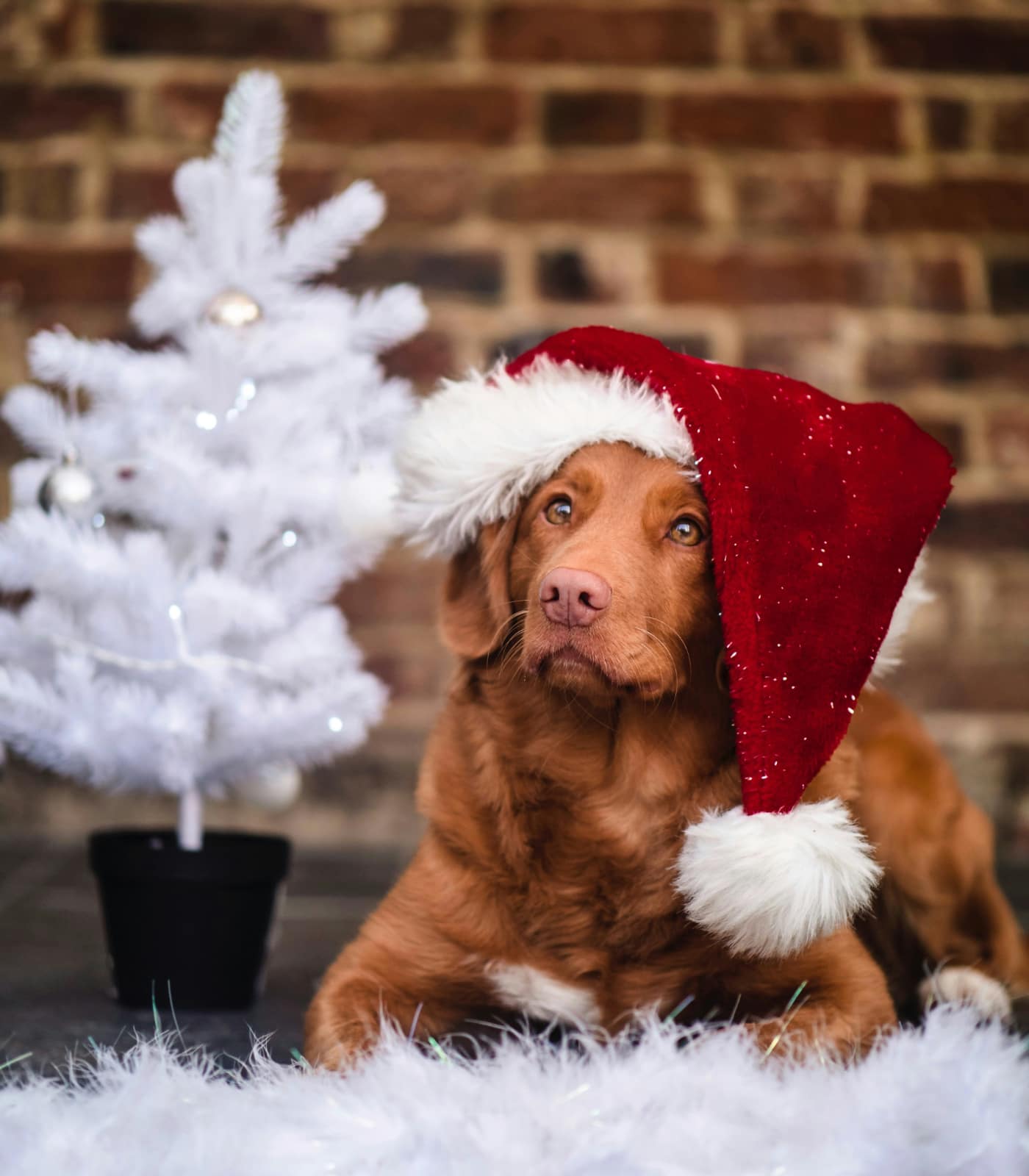 Träningsträff Nosework - jultema, 6/12 2025 Onsala/KBA