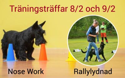 Träningsträffar med Nose Work och Rallylydnad