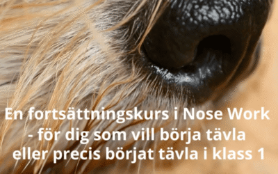 Nose Work – mot tävling – kursstart 9 maj i Kungsbacka