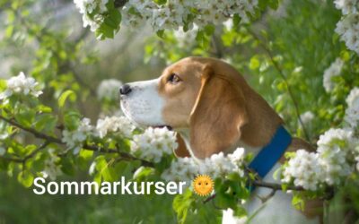 Kurser i sommar för dig och din hund!