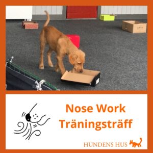 Träningsträff Nosework, 8/8 2026 Onsala/KBA
