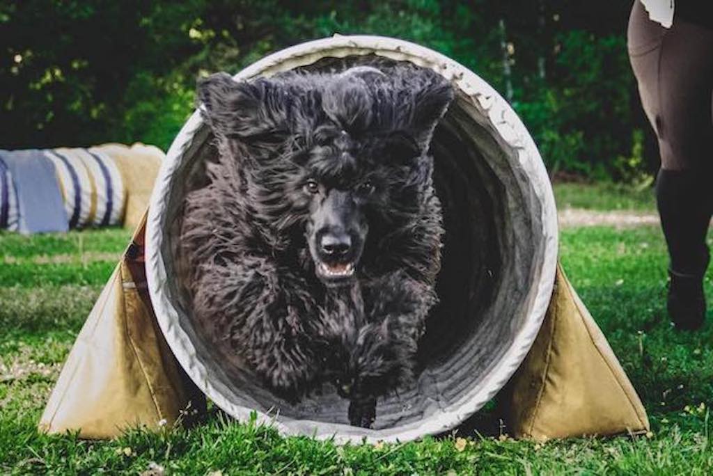 Agility 1, 24/11 2025 - FULLBOKAD!