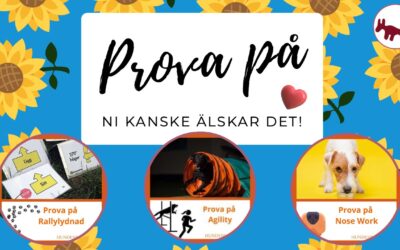 Prova på! – du och din hund kanske älskar det❣️