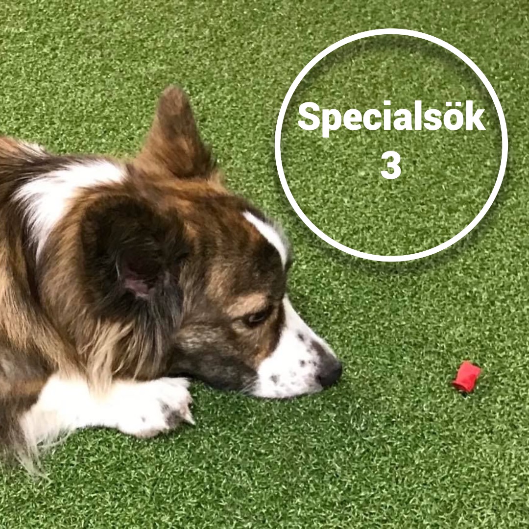 Specialsök 3, 29/10 2025 KBA - FULLBOKAD!