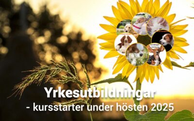 Utbilda dig till Rallylydnadsinstruktör i höst!