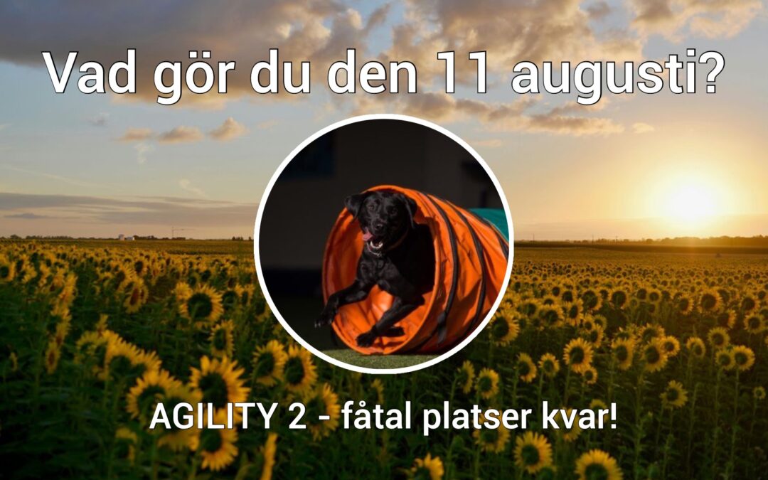Börja en kurs i Agility 2 – vi fortsätter att utvecklas!