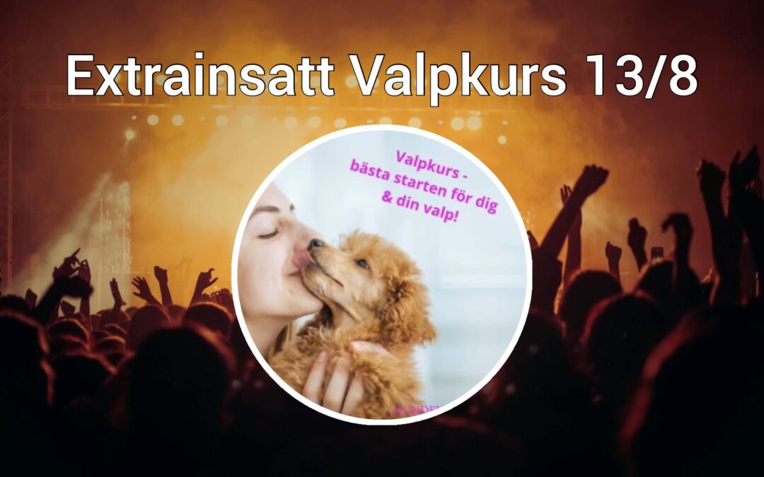 Extra extrainsatt valpkurs i Kungsbacka