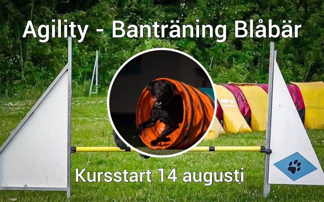 Agility banträningskurs-blåbärsnivå, 14/8