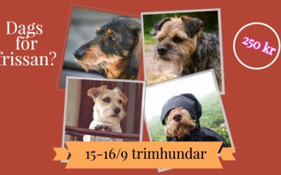 Låt din hund trimmas för endast 250 kr