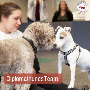 DiplomathundsTeam 20/7 2026
