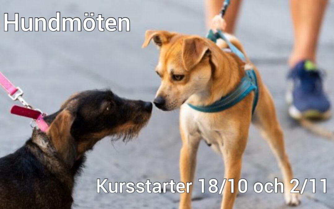 Hundmöteskurser – tips och praktisk träning