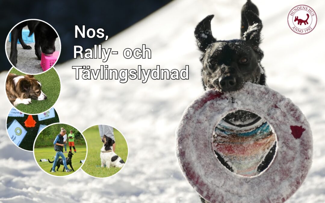 Fler hundsporter… och du behöver inte tävla 😉🐾