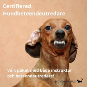 Certifierad Hundbeteendeutredare start 1-2/8 2026