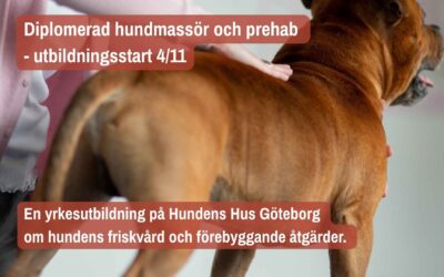 Diplomerad Hundmassör utbildningsstart 4/11