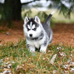 Puppy Party, 22/5 2026