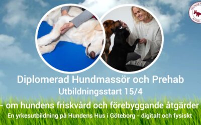 Diplomerad Hundmassör utbildningsstart 15/4