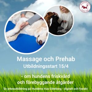 NYHET! Massage & Prehab för hundägare start den 15/4 2026 - 5 platser kvar