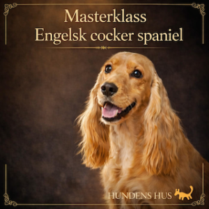 Masterclass Engelsk Cockerspaniel - lördag 12/9 2026