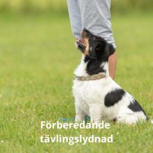 Förberedande tävlingslydnad, 12/8 2026 Onsala/KBA - 4 platser kvar!