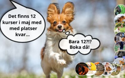 Många kurser är i fullbokade i maj… men här finns det plats!