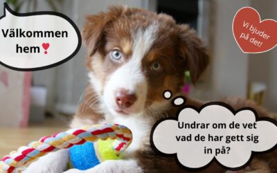 Välkommen hem valp 22/5 kl. 17.00 – vi bjuder på det!