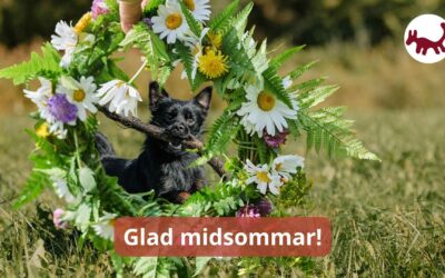 Glad midsommar🌞 – och tips för årstiden.