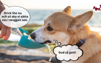 Sommar, sol och tips för årstiden 🌞