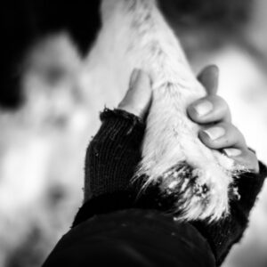 Hundbeteendeutredare - ONLINE