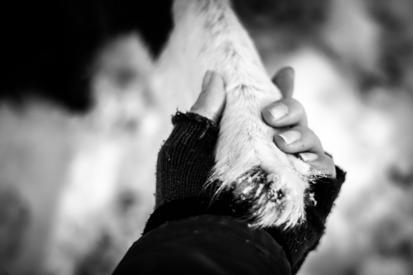 Hundbeteendeutredare - ONLINE