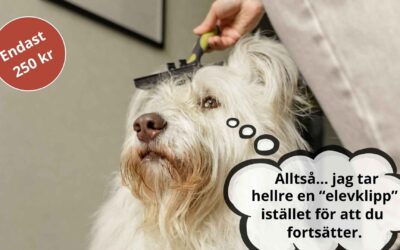 Elevklippningar hösten 2026 – endast 250 kr