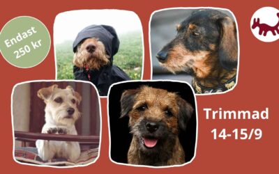 Skönt med en trimmad hund i höst? 🍁