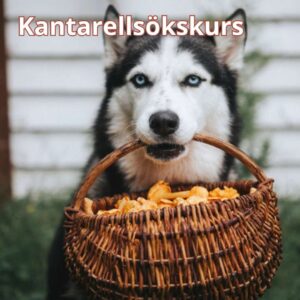 Kantarellsök, 13/10 2026 - 4 platser kvar!