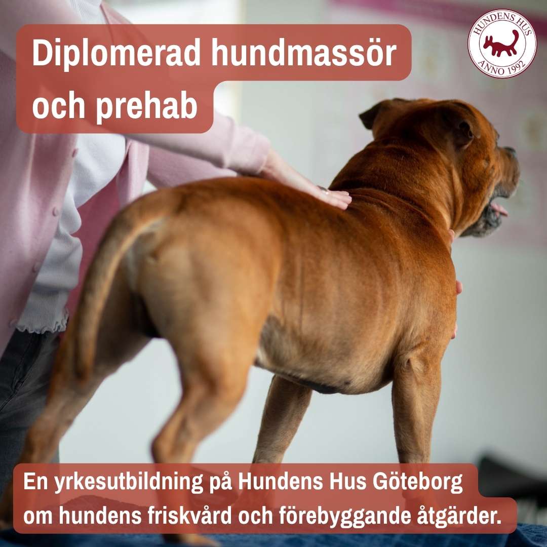 Diplomerad Hundmassör & Prehab start 4/11 2026