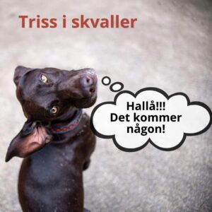 Triss i skvaller, 13/11-2026 - 4 platser kvar!