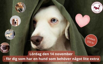Har din hund beteendeproblem?❤️