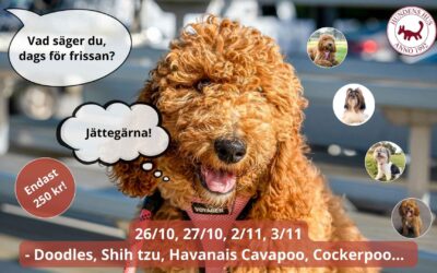 Våra hundfrisörelever vill gärna träffa din hund!✂️